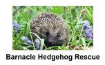 Barnacle Hedgehog Rescue